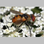 Gymnosoma sp - Raupenfliege 16.jpg